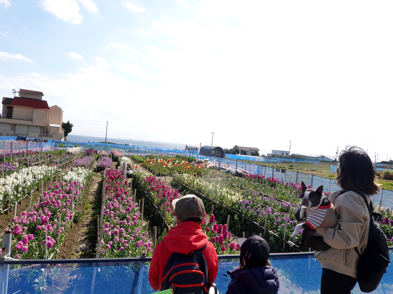 お花畑の向こう見える太平洋