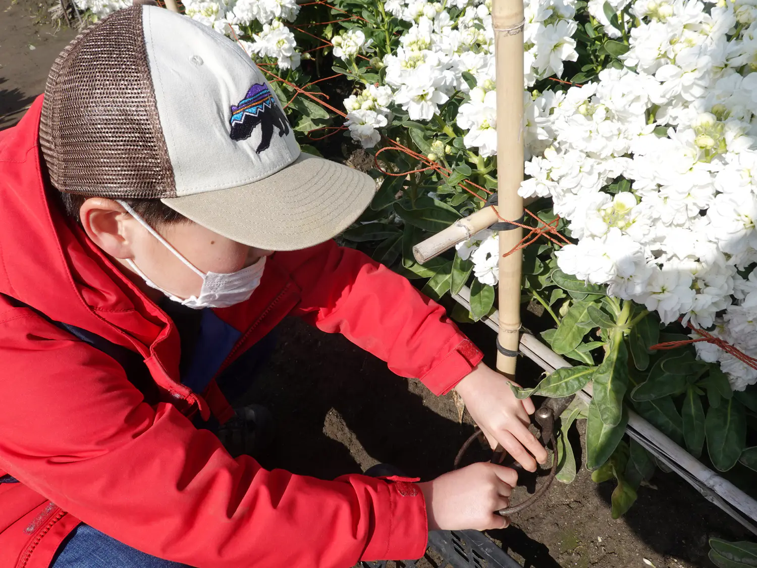 海沿いを散歩して南房総 千倉町の 白間津のお花畑 に春の花を摘みに行こう 日本の旅 Be Pal キャンプ アウトドア 自然派生活の情報源ビーパル