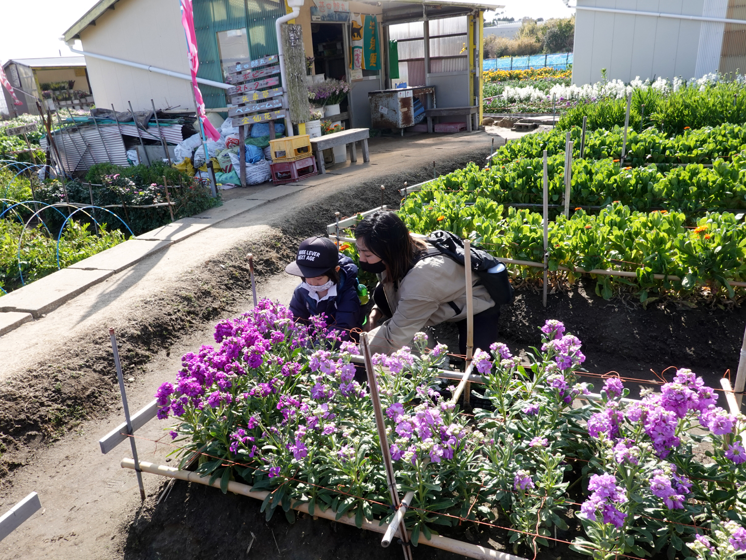 母と子どもでで花を摘む様子