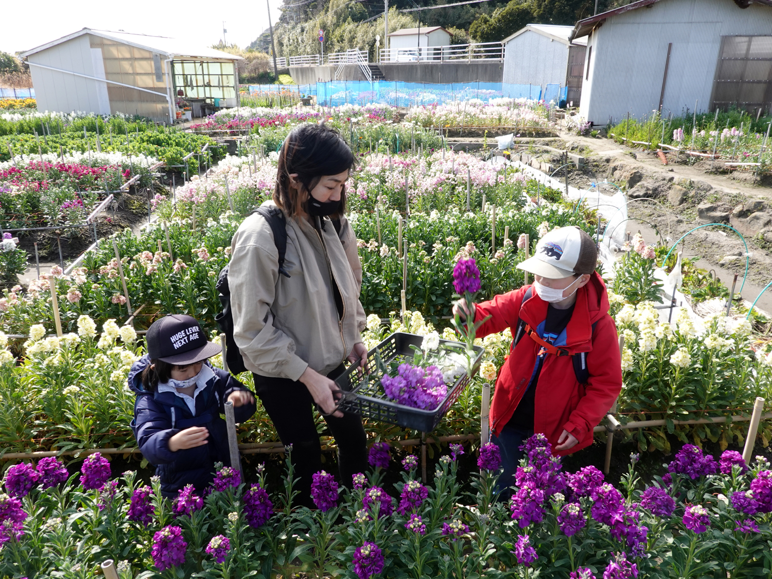 白間津のお花畑で花摘みをする国井ファミリー