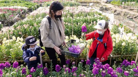 海沿いを散歩して南房総・千倉町の「白間津のお花畑」に春の花を摘みに行こう！