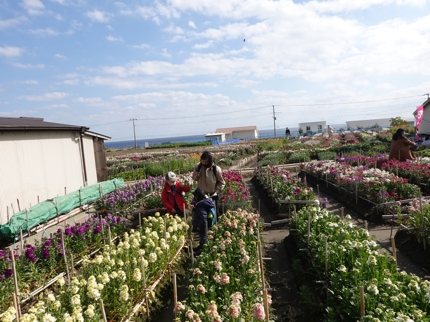 410号線沿いにある花畑で花を摘む親子