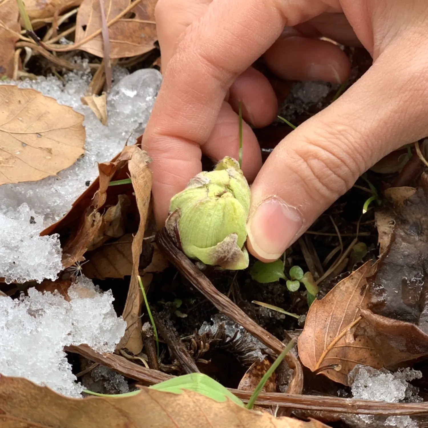キャンプで春を感じよう ふきのとうの摘み方と 簡単ふきのとうパスタのレシピ 料理 レシピ Be Pal キャンプ アウトドア 自然派生活の情報源ビーパル キャンプで春を感じよう ふきのとうの摘み方と 簡単ふきのとうパスタのレシピ 料理 レシピ Be Pal キャンプ アウトドア 自然派生活の情報源ビーパル