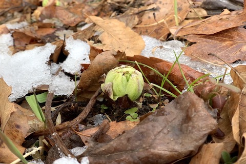 雪の隙間からふきのとう