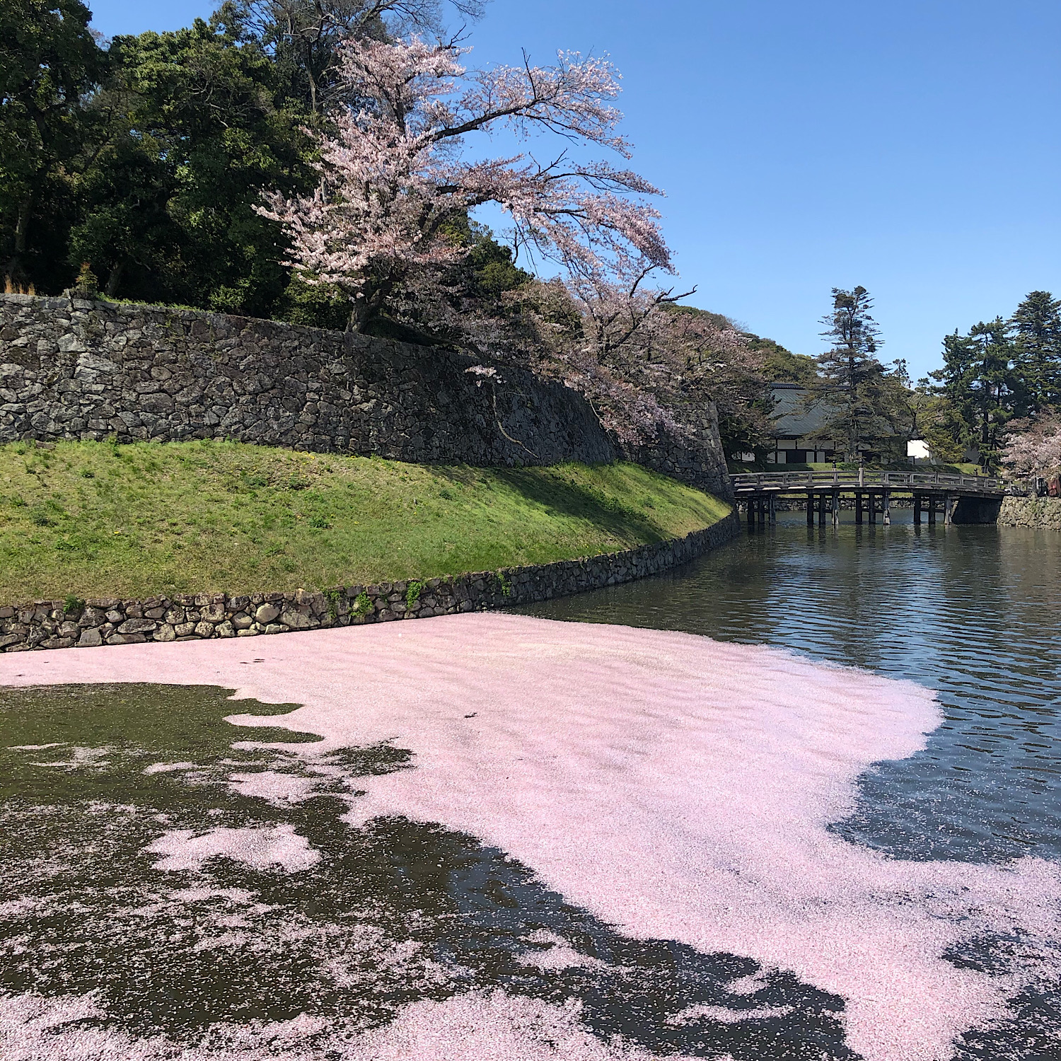 川面に流れる桜の花びら。