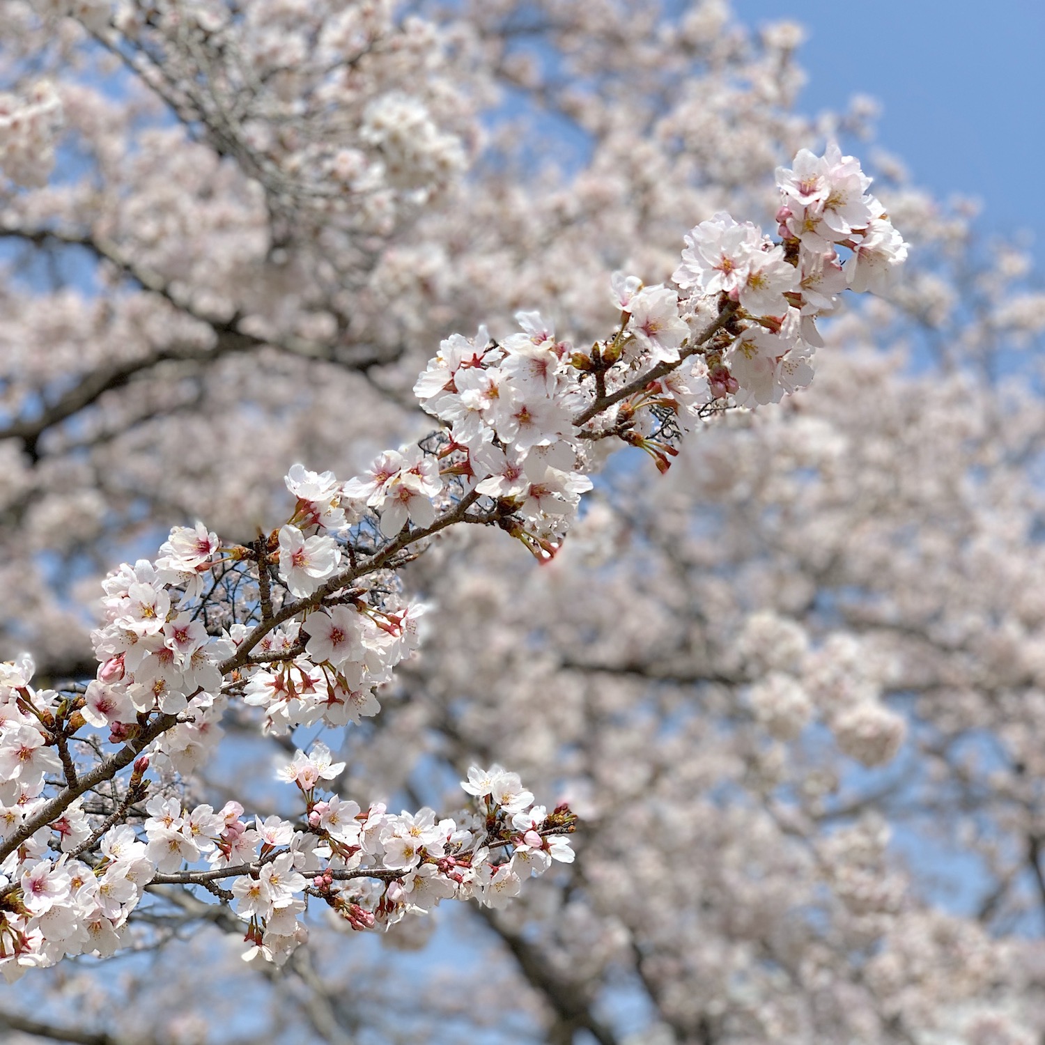 春の桜