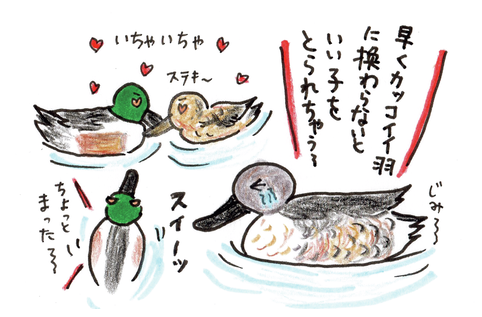 おしゃれするのは「婚活中」のときだけ？潜水もできる？カモ観察で知っておきたい６つの基本