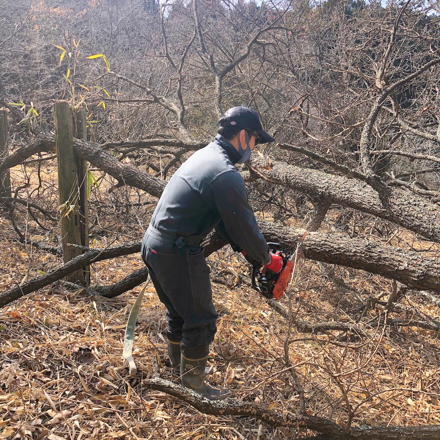 伐倒した木の枝をチェーンソーでカットする男性
