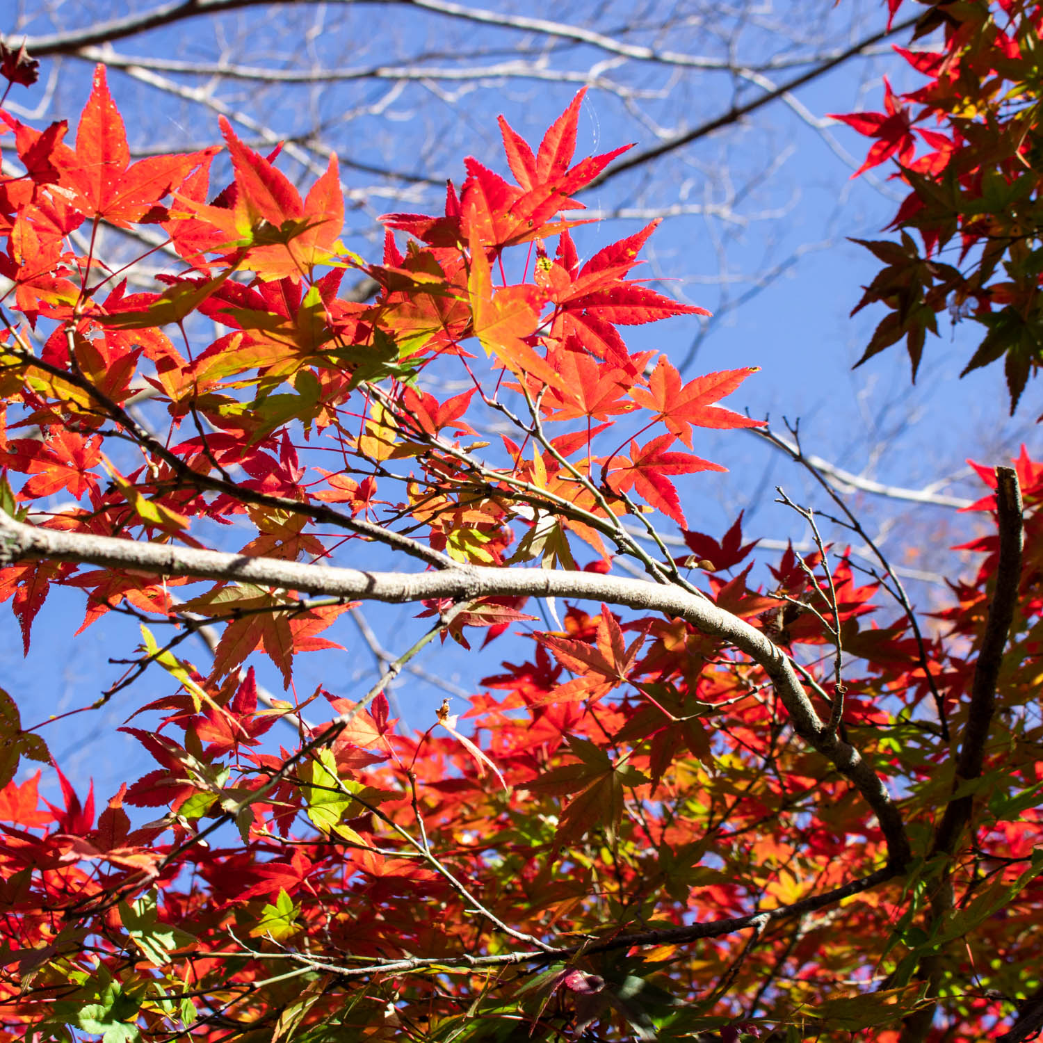 綺麗に紅葉したもみじが木に付いている。