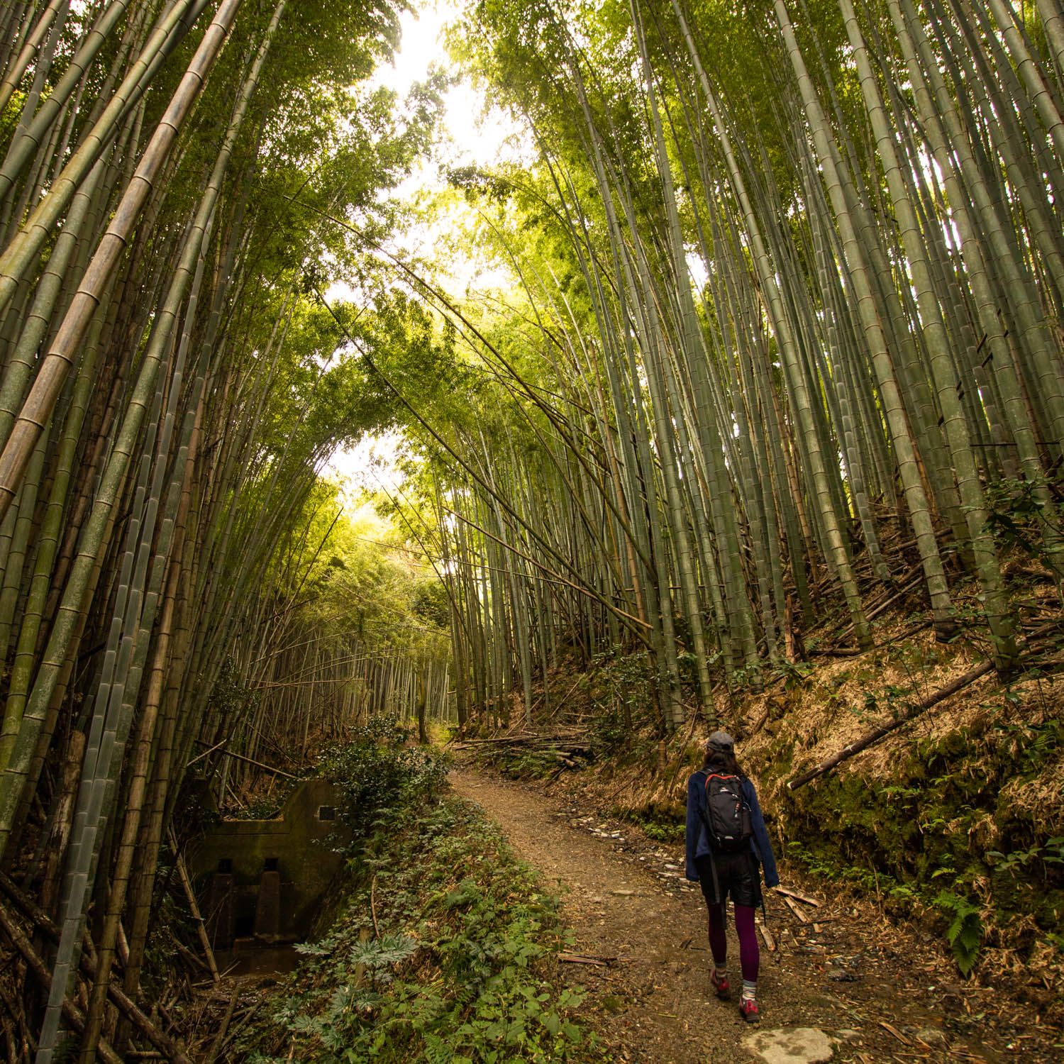 女性が竹林をハイキングしている。