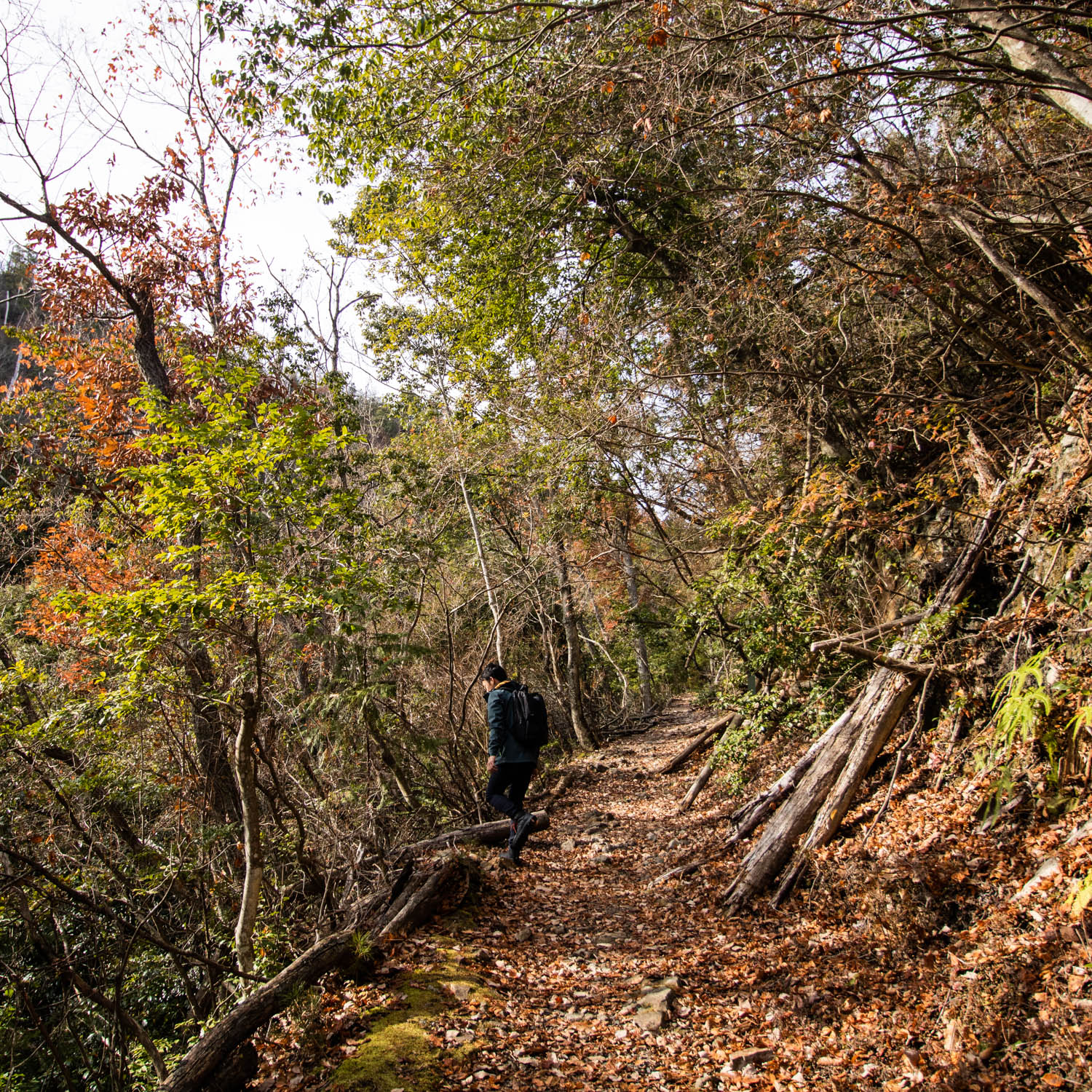 紅葉の登山道を男性の登山者が歩いている。