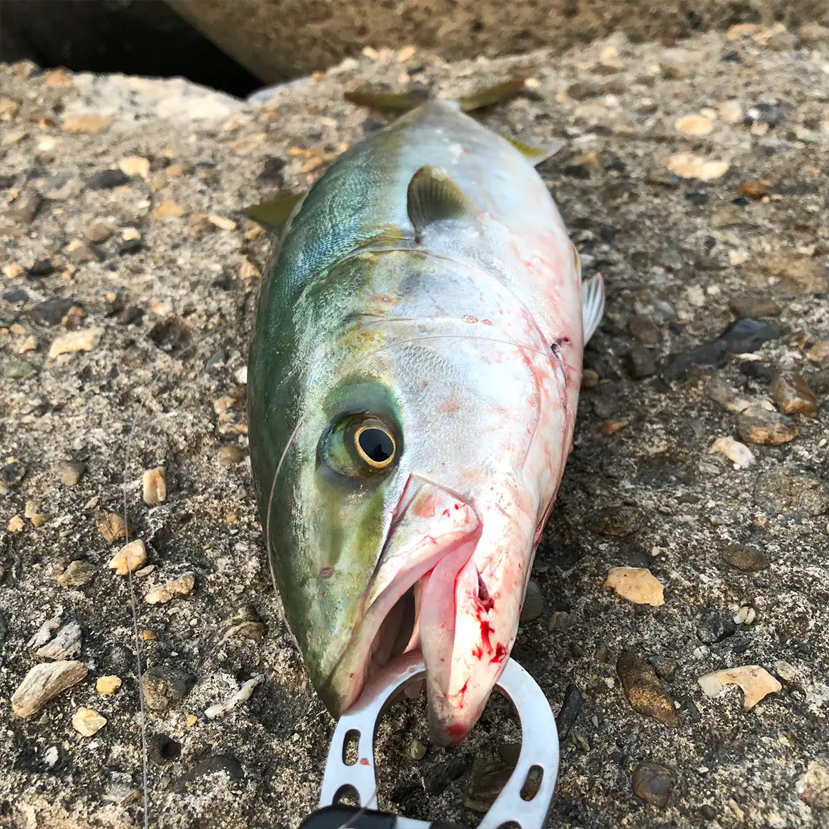 ルアー釣りで釣果を上げるためにおさえておきたい釣り場スポットを紹介 海 川 カヌー 釣り Be Pal キャンプ アウトドア 自然派生活の情報源ビーパル