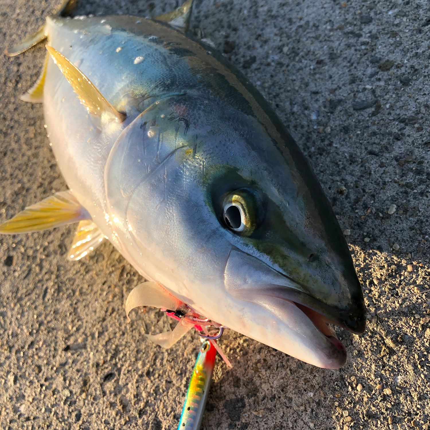 釣りあげた魚。