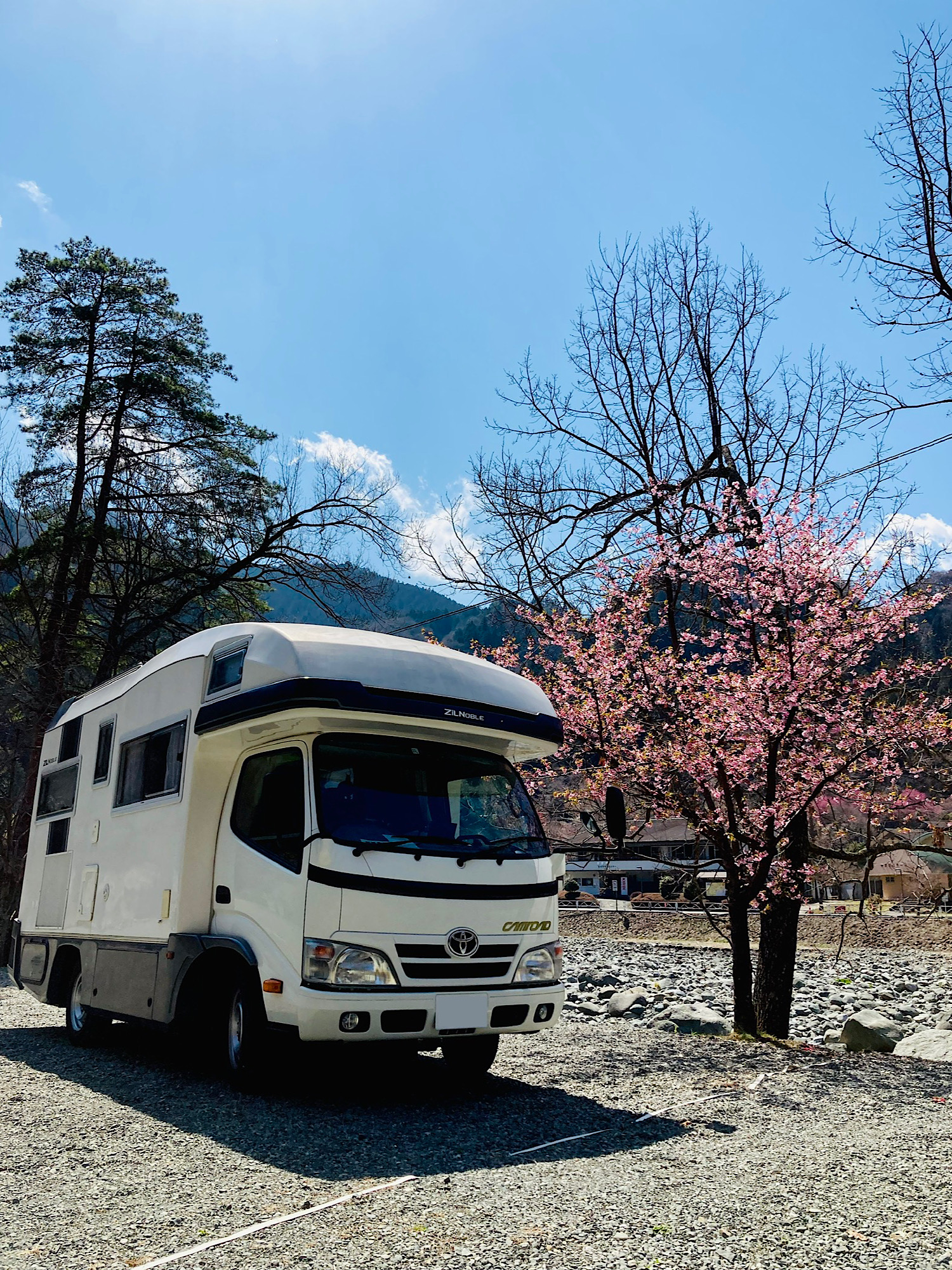キャンピングカーと花が咲いた木が並ぶ