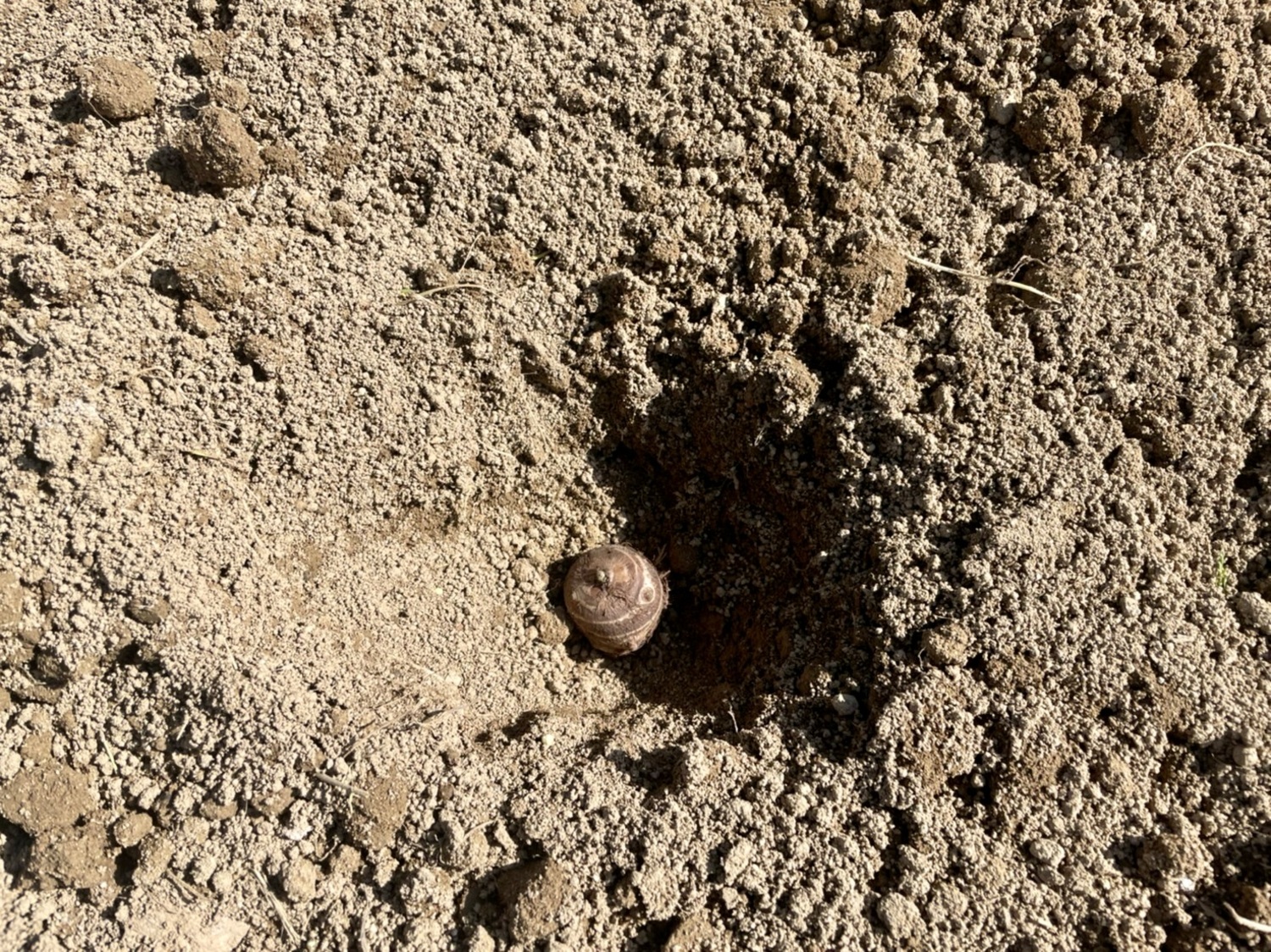 畑に穴が掘られており、その中に種芋がある