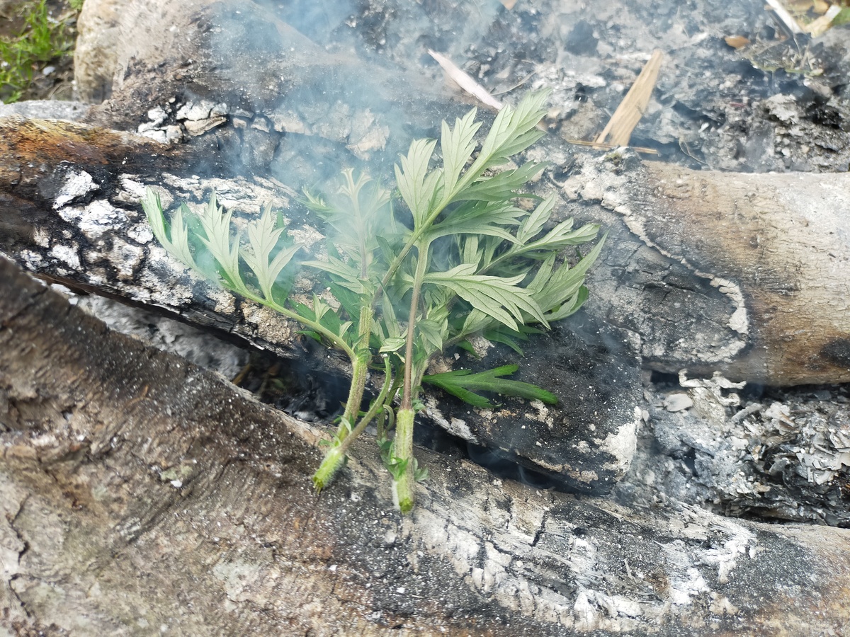 良く燃えた薪の上に、ヨモギの葉っぱを乗せて、煙を出している。