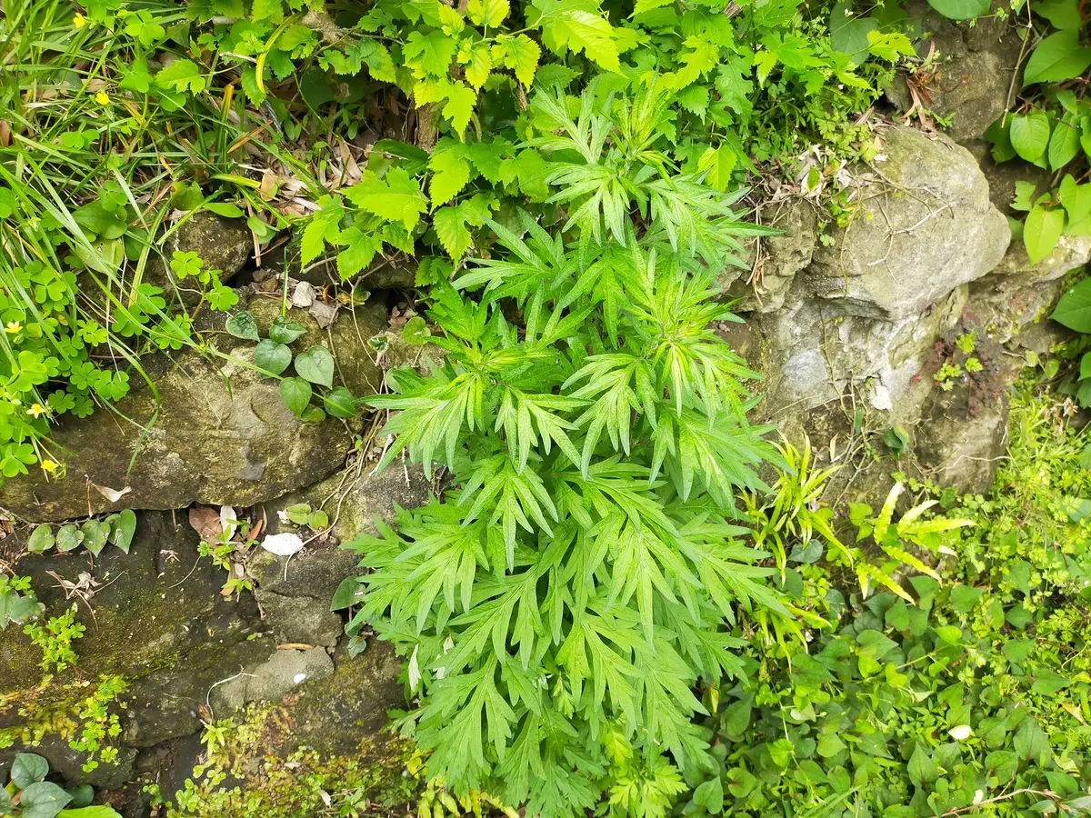 ヨモギはアウトドアで活用できる ヨモギ餅以外のヨモギの使いかた3選 キャンプのコツ Be Pal キャンプ アウトドア 自然派生活の情報源ビーパル