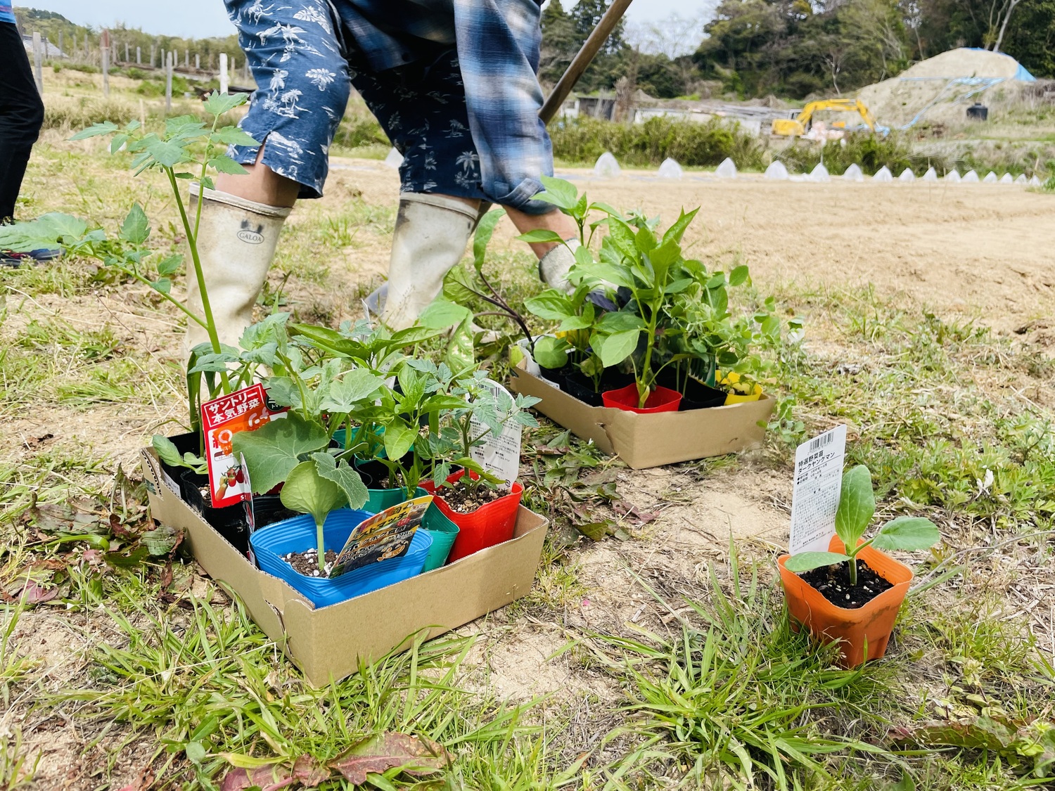 ポットに入った野菜の苗