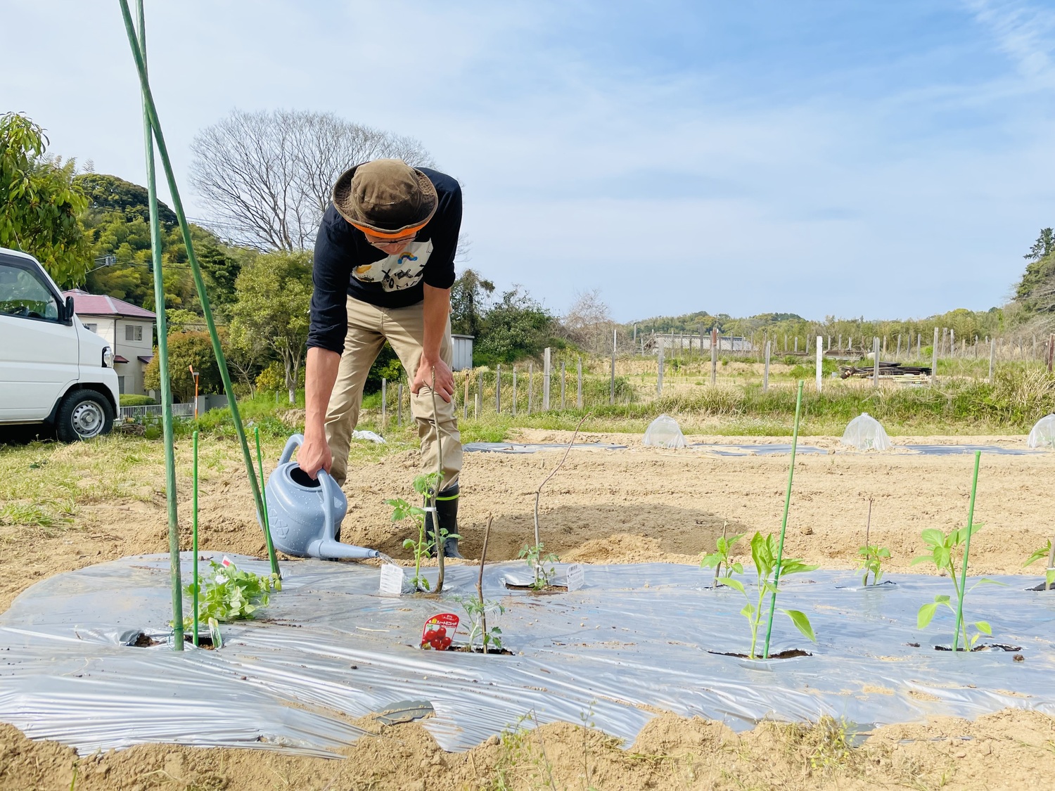 畑で野菜に水やり