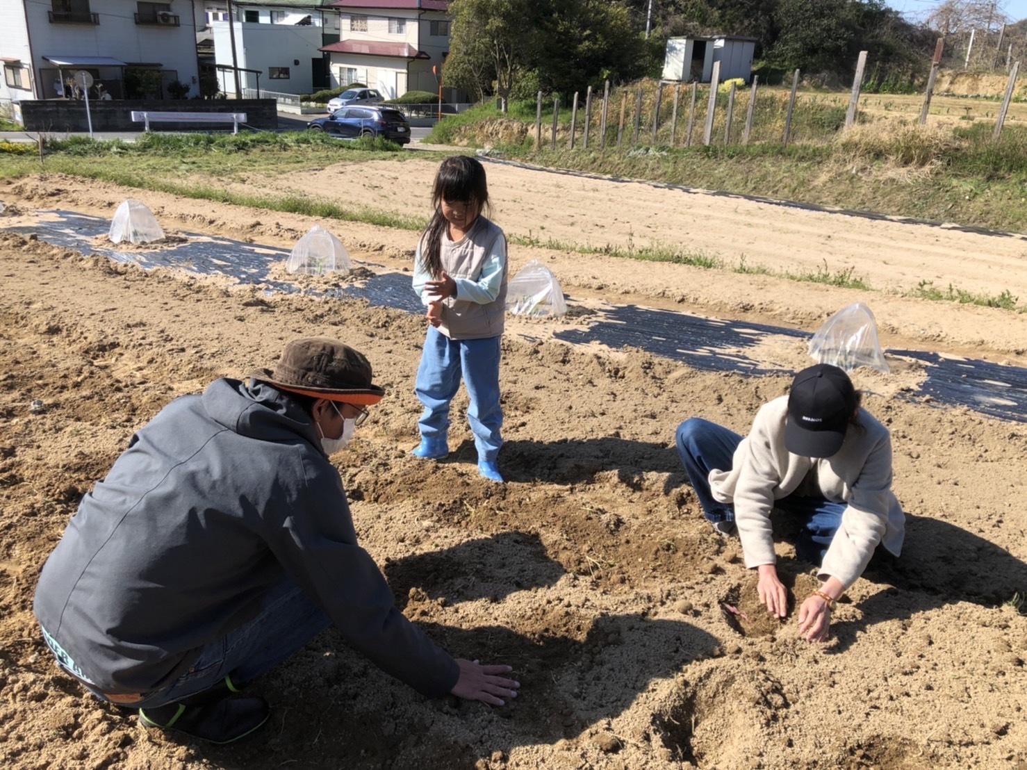 畑で種芋を植える