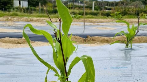 みずみずしい「夏野菜作り」、始めるなら今ですよ！