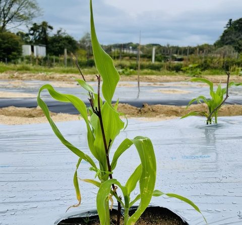 とうもろこしの苗