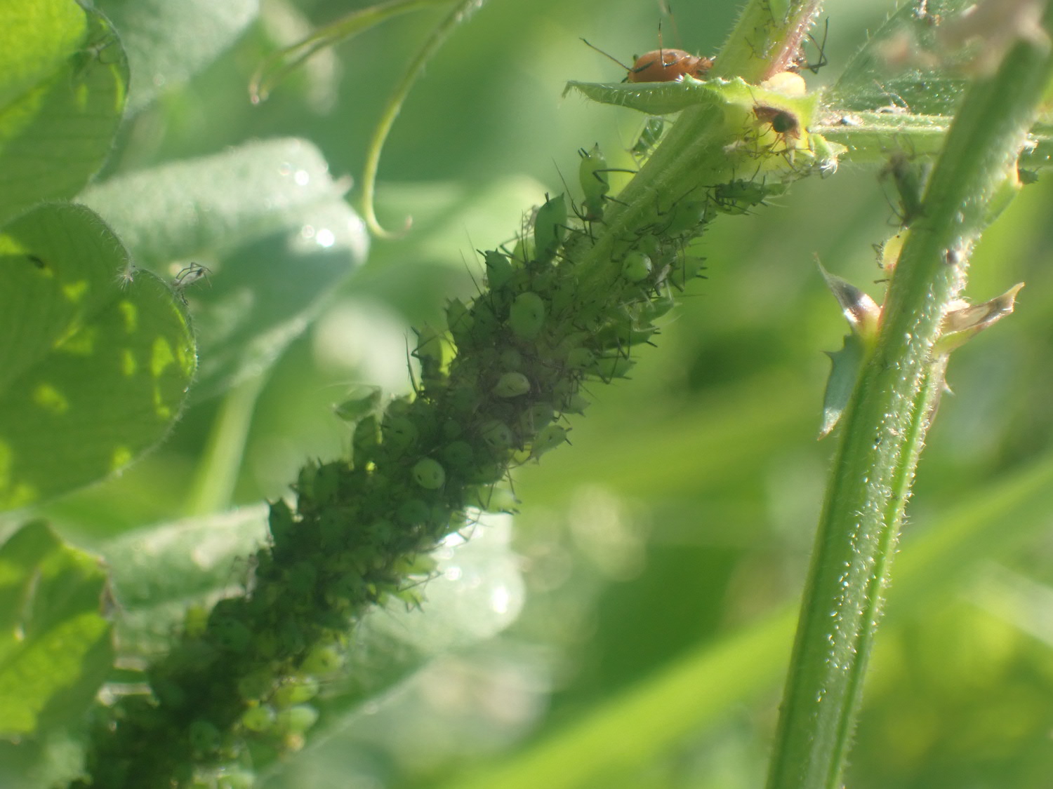 マメ科の植物にぎっしりくっついている害虫のアブラムシ。