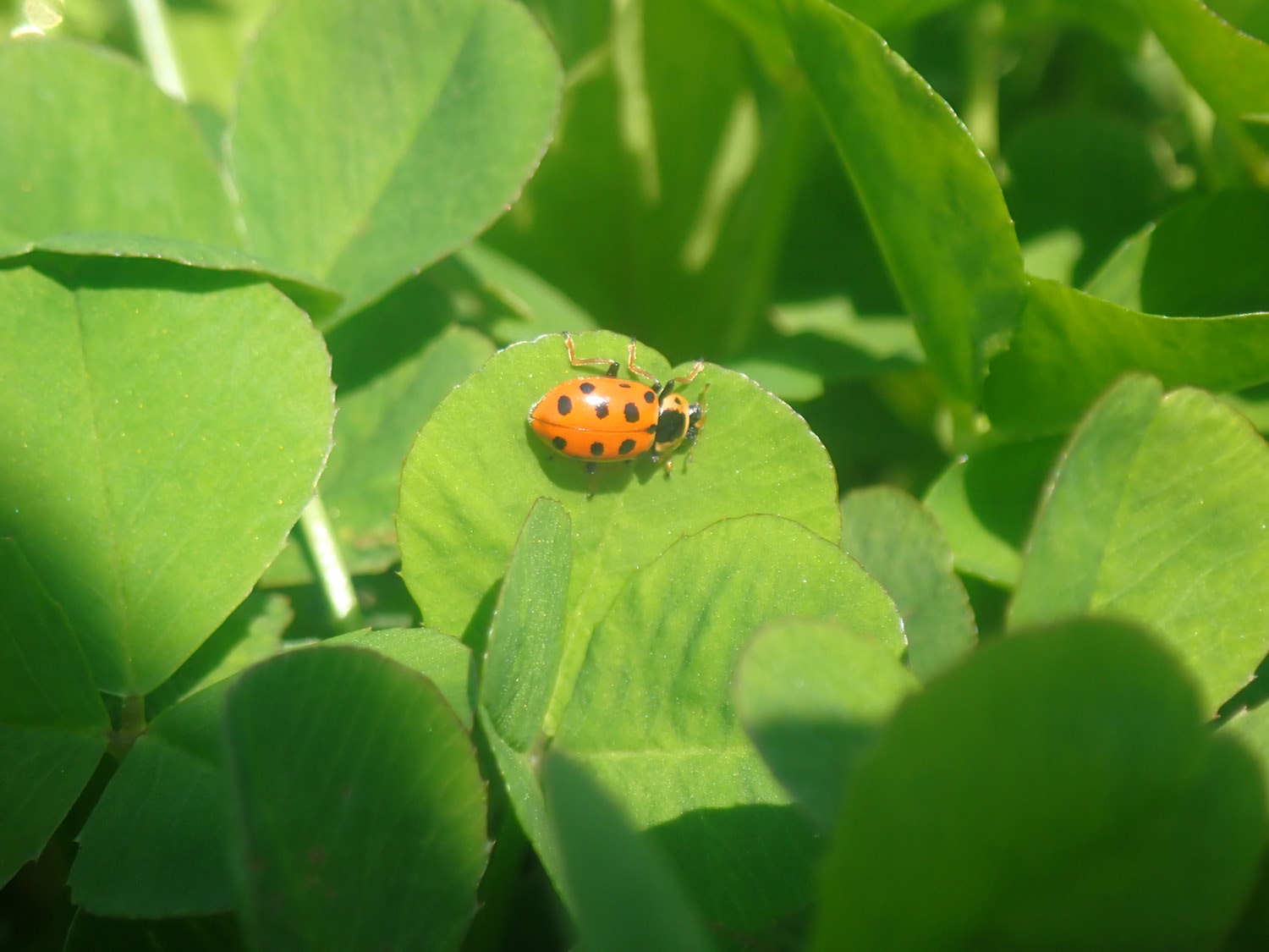 ナナホシテントウに似ているけど「他虫のそら似」。