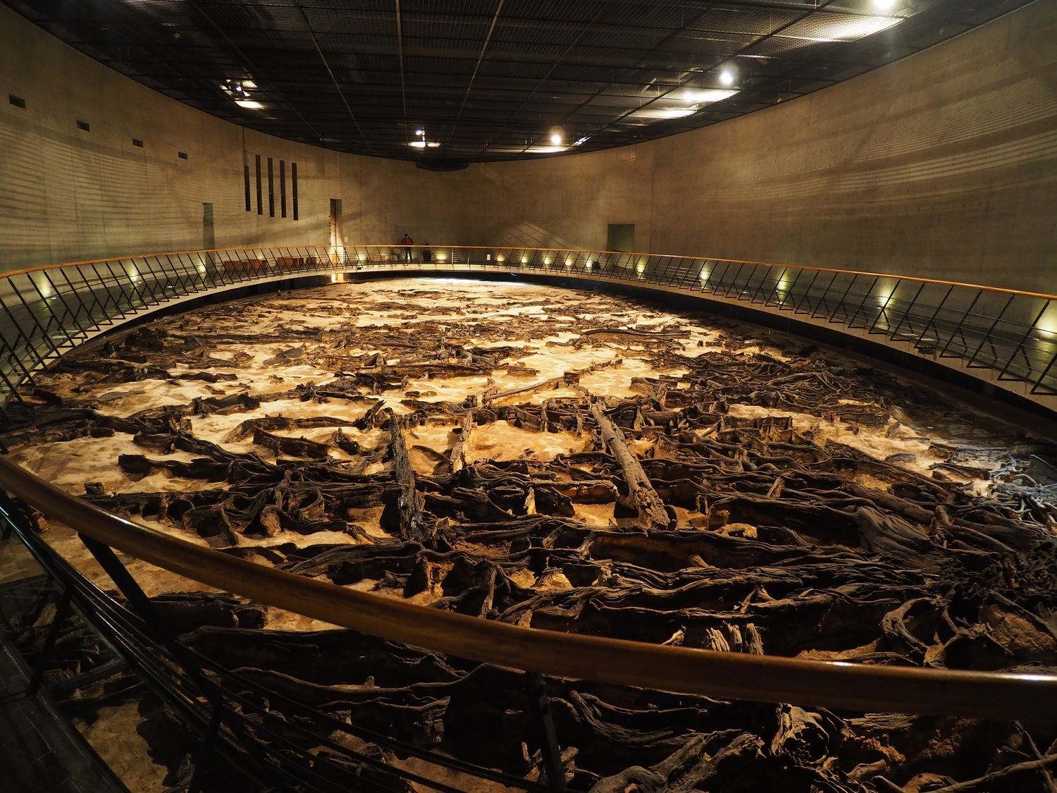 博物館。約２万年前の森の遺跡の展示