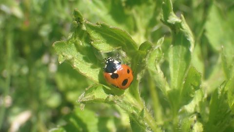 益虫、害虫、そっくりさん…多彩な顔を持つ身近なテントウムシを観察！