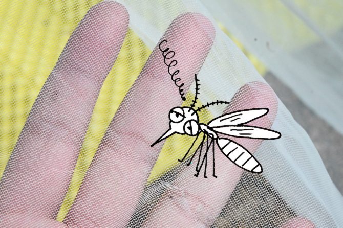 自然を満喫できて虫も気にならない!? 今年は蚊帳でメッシュキャンプに挑戦しよう！