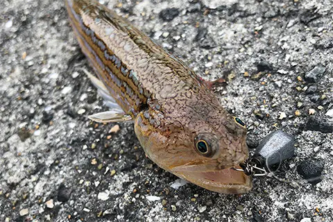 この春 釣りを始めてみたい シンプルな エサ釣り で初心者も爆釣できるコツを解説 海 川 カヌー 釣り Be Pal キャンプ アウトドア 自然派生活の情報源ビーパル