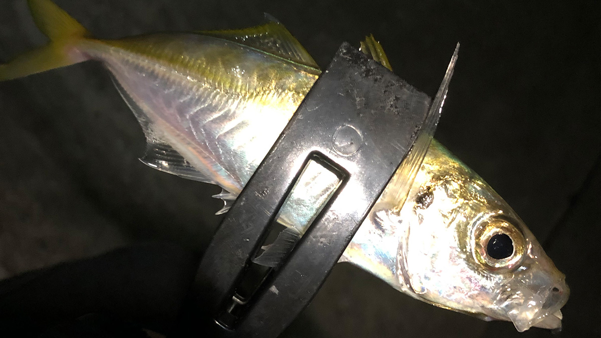 釣り上げた魚。