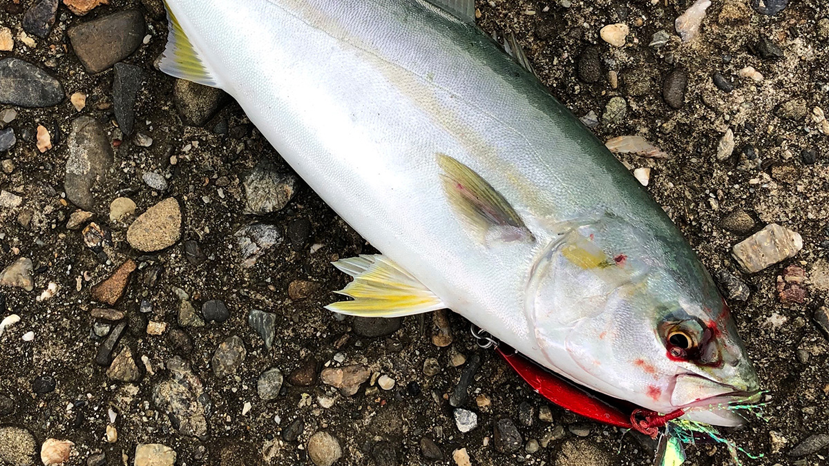 釣り上げた魚。