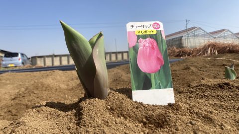 チューリップ、人間の欲望に翻弄された花