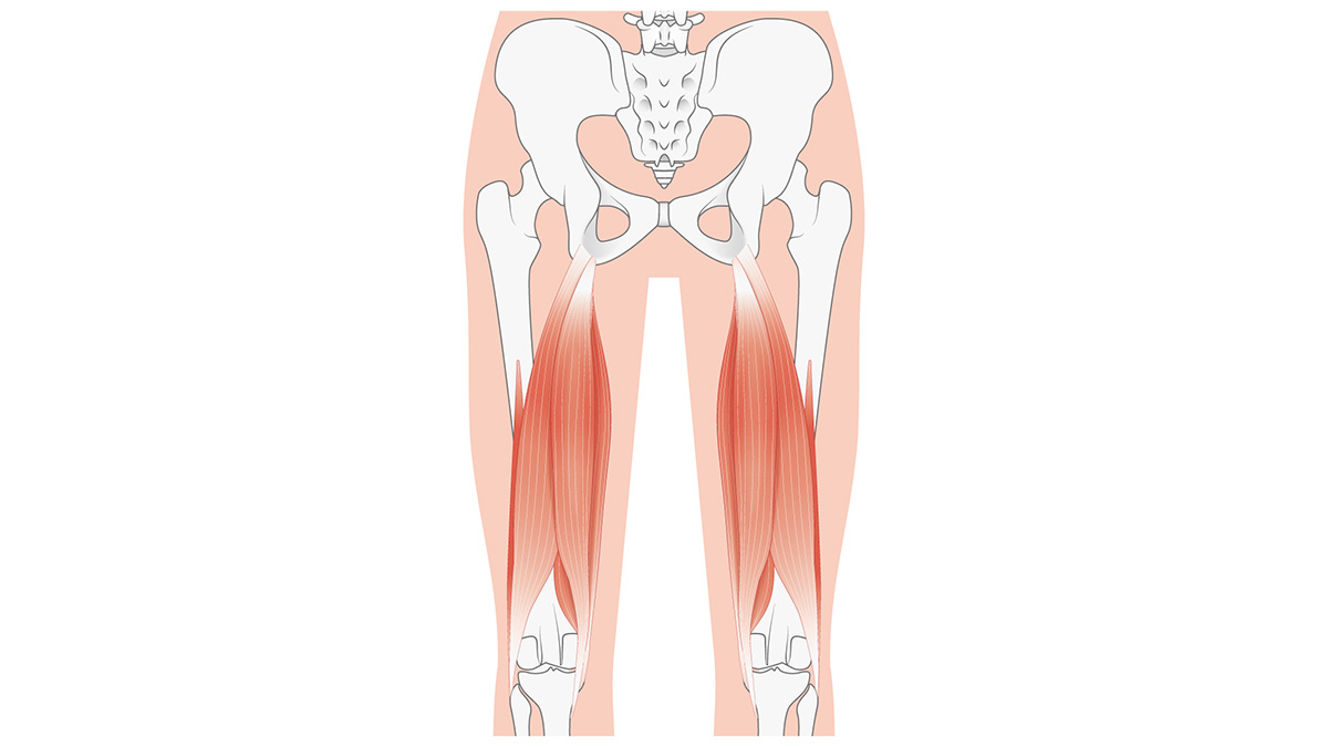 ハムストリングのイラスト