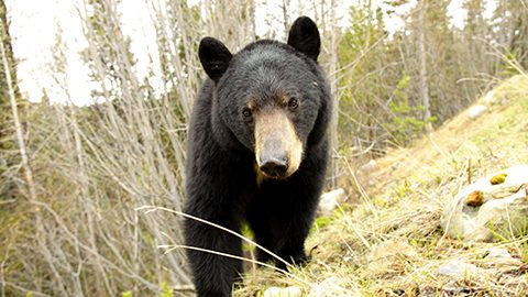 クマに会ったらどうするか？ 5月になるとクマが現れるユーコンの春