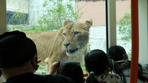 家族みんなで楽しもう！ 子どもが喜ぶ多摩動物公園と高幡不動尊の蕎麦ランチ