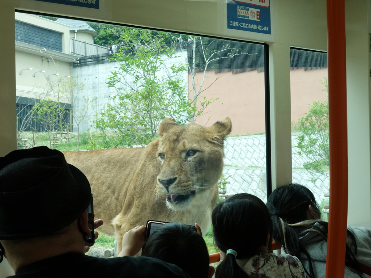 ライオンバスに乗ると間近でライオンが見られる