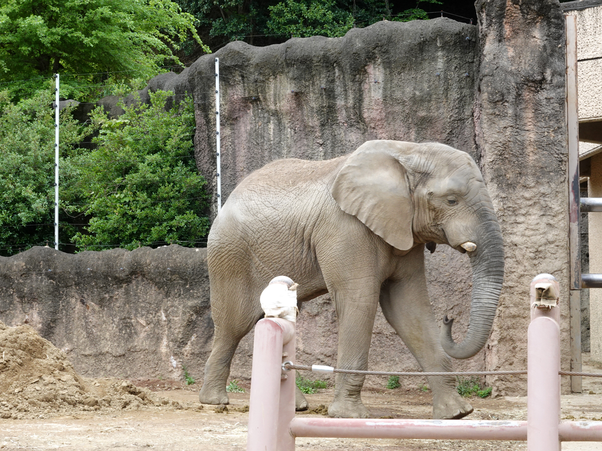 アフリカゾウ