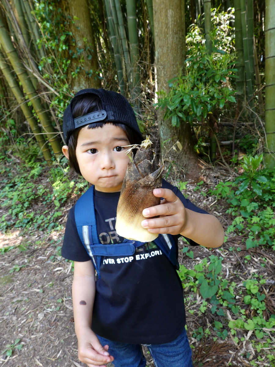 竹林の産物タケノコが生えていました