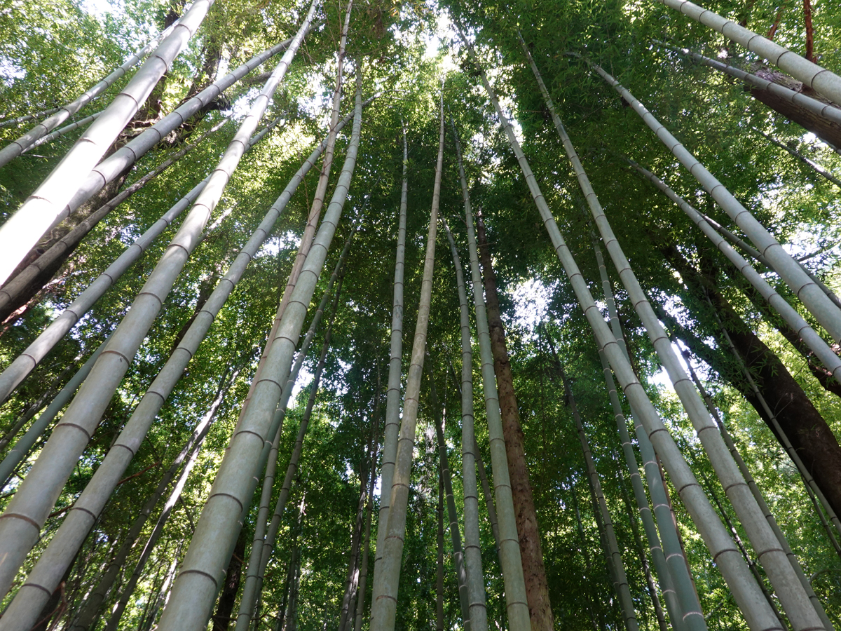 ルート沿いにあった、みとごな竹林