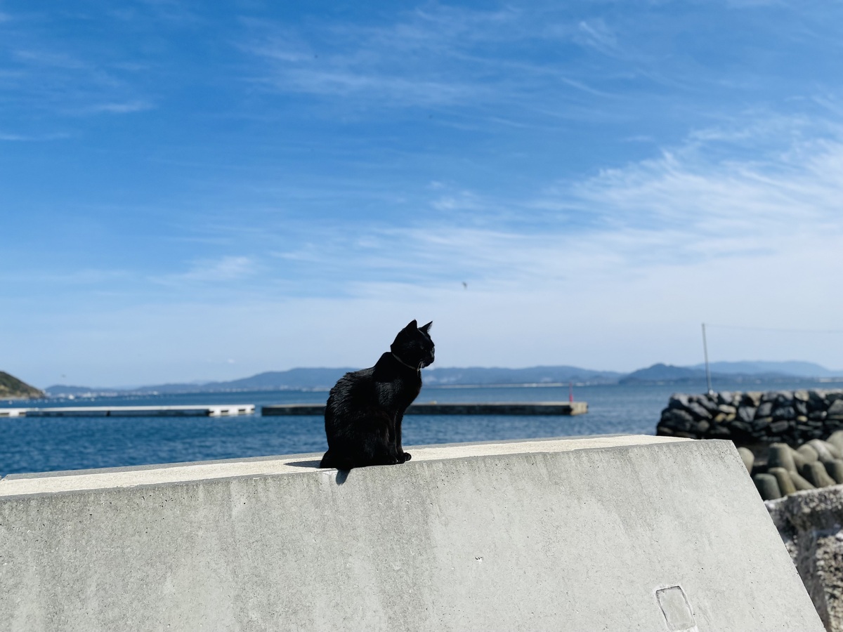海辺の猫