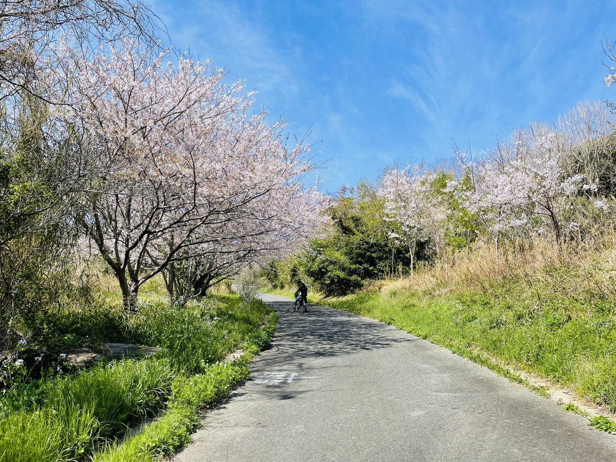 桜並木の道