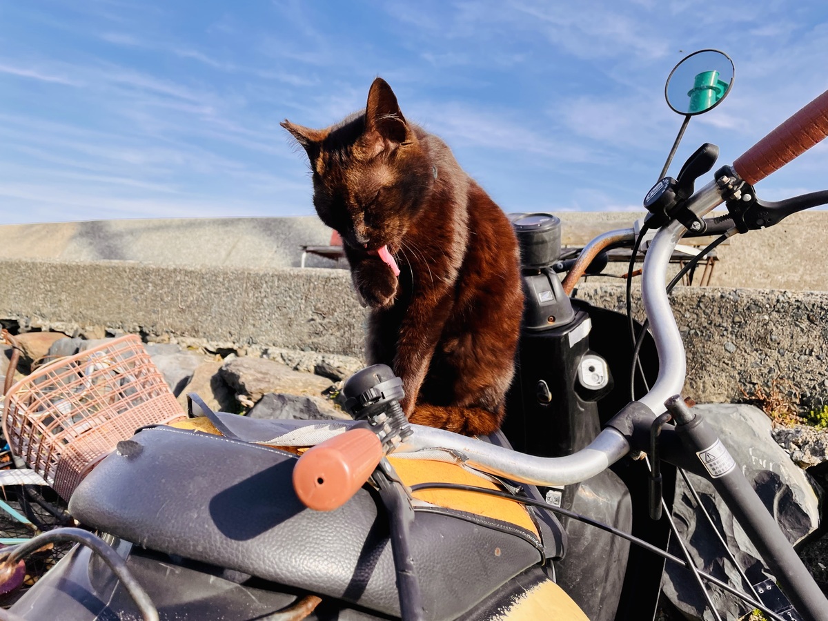 猫がバイクの椅子に乗っている