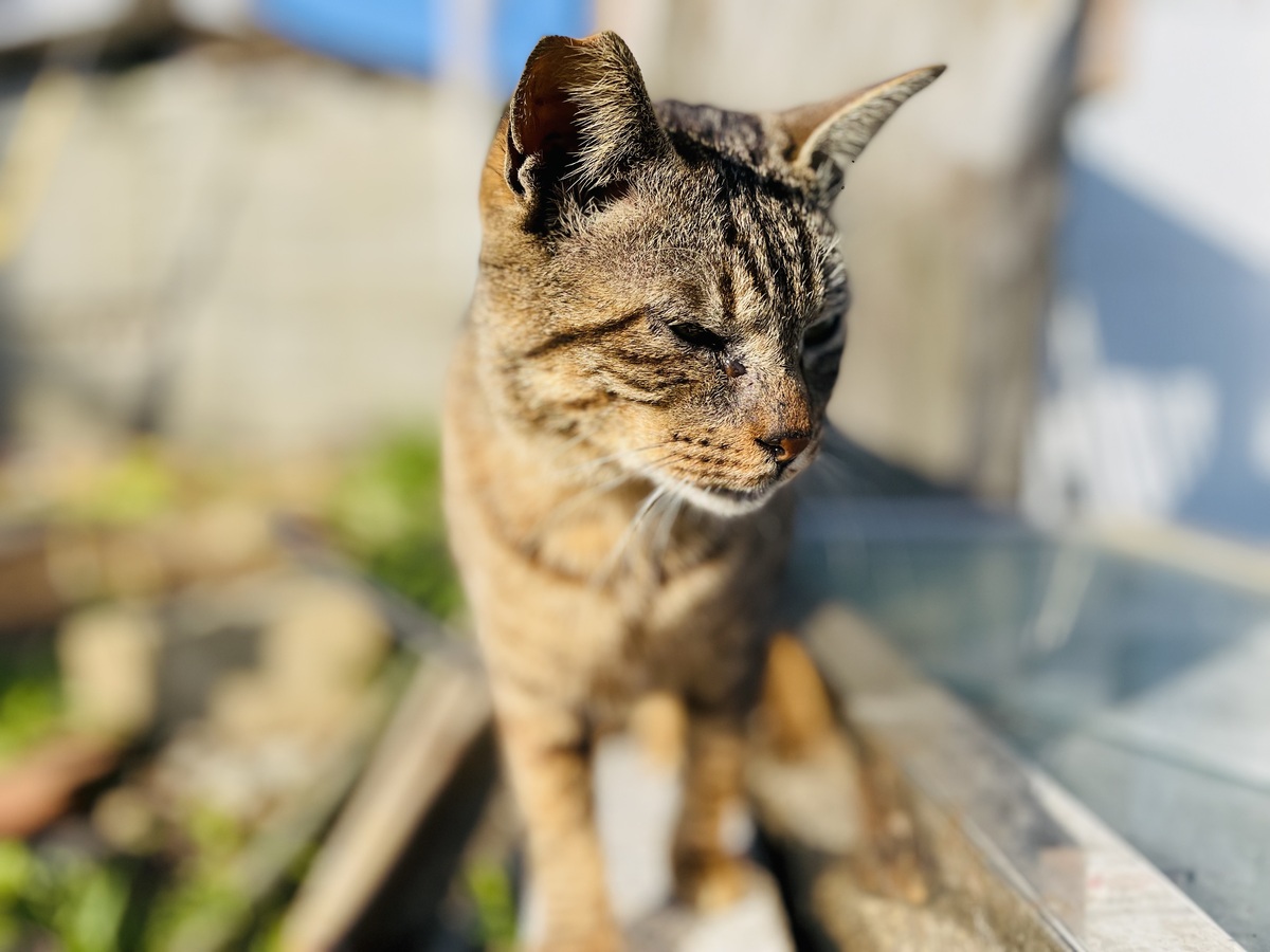 塀を歩く猫