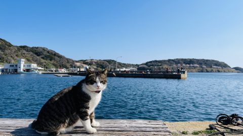 世界屈指の猫の島「相島」を家族で散策。福岡から船で20分！