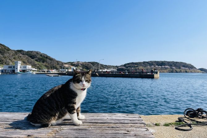 海辺のベンチに座る猫