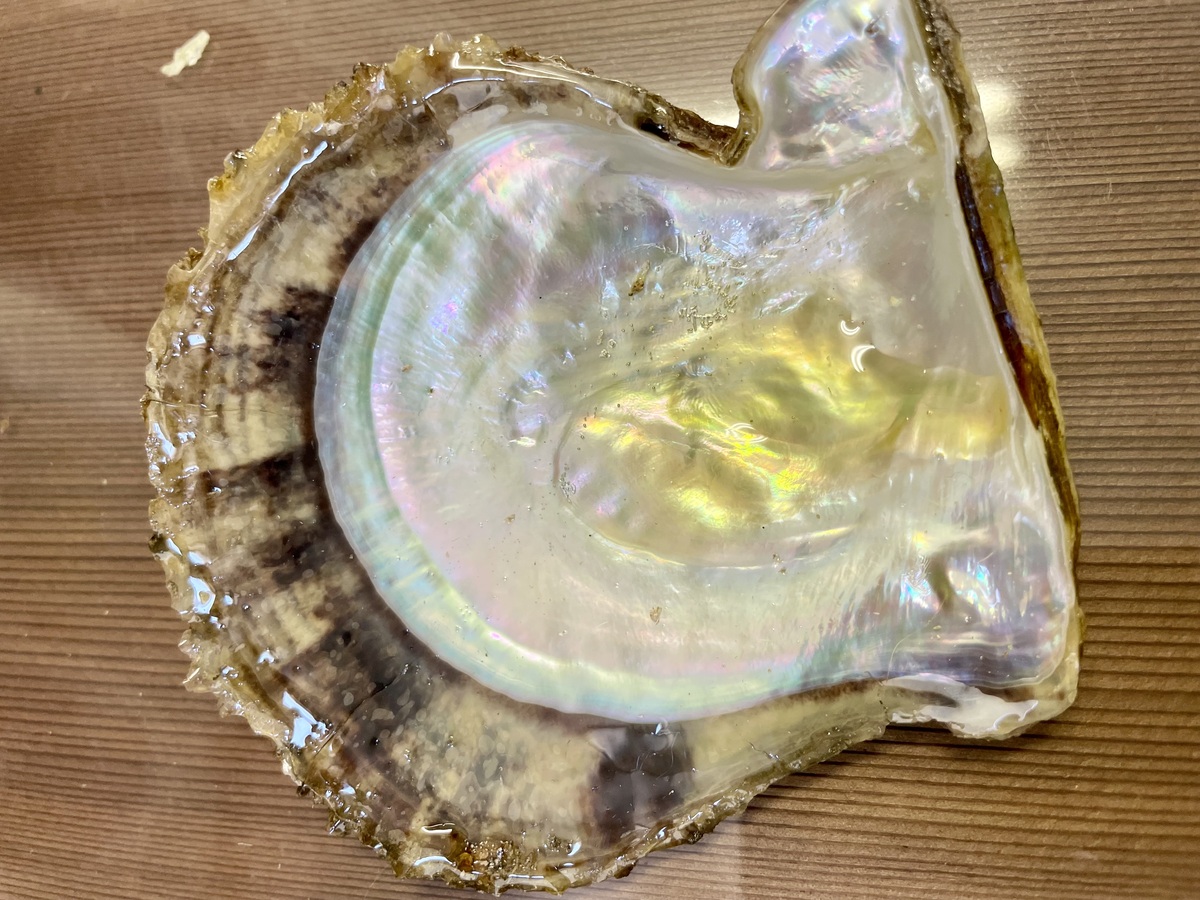 天然のアコヤ貝の貝殻