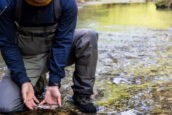 テンカラ釣りで手にしたヤマメ